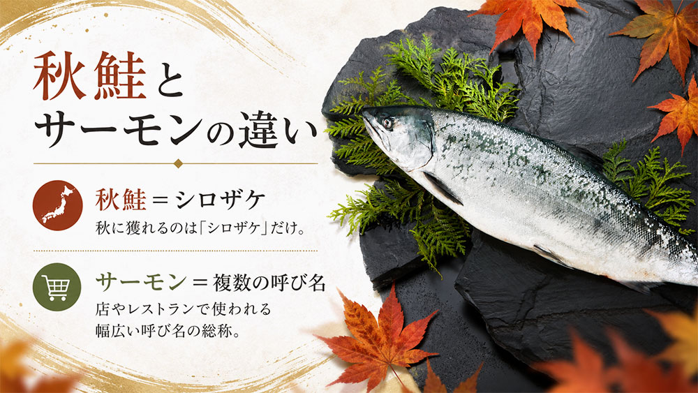 秋鮭とサーモンの違い