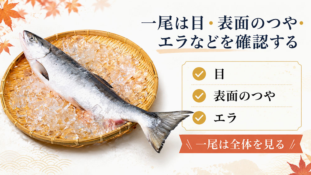 一尾は目・表面のつや・エラなどを確認する