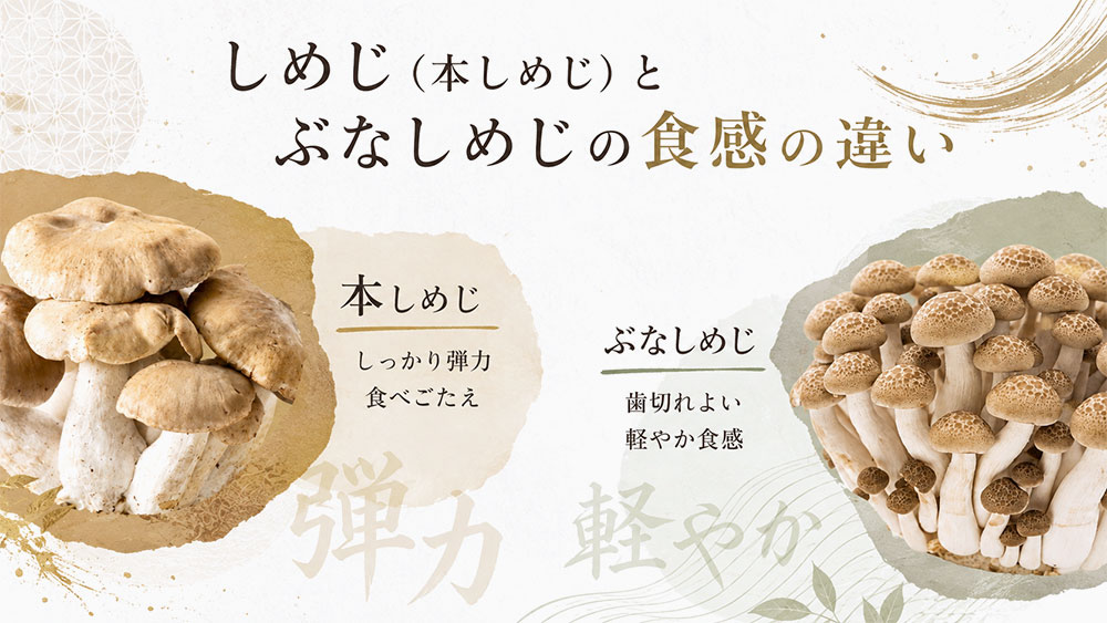 しめじ（本しめじ）とぶなしめじの食感の違い