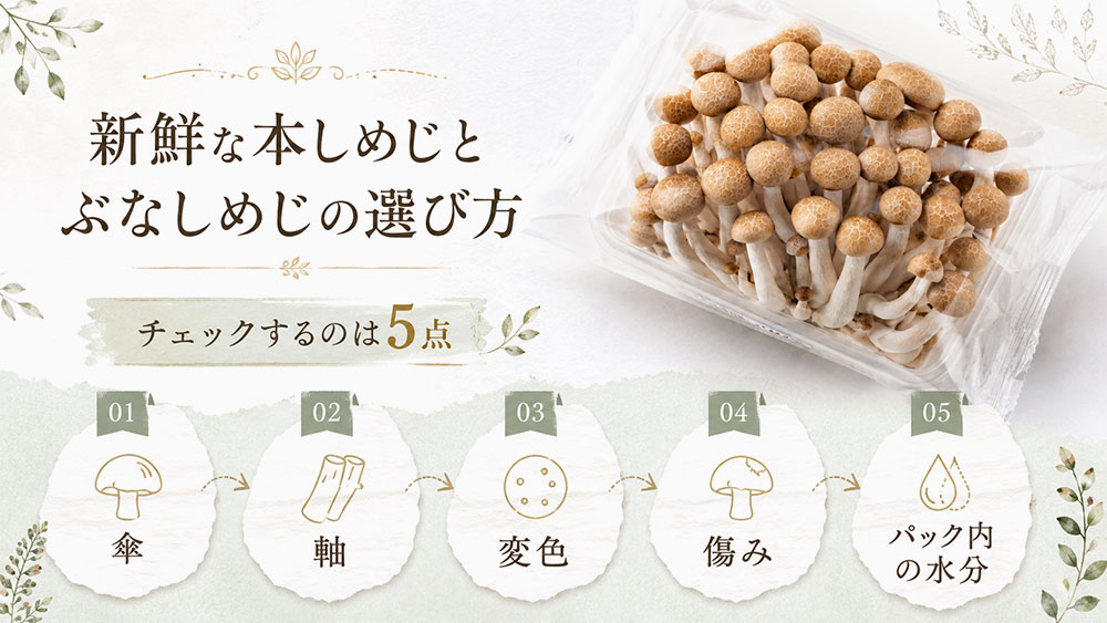 新鮮な本しめじとぶなしめじの選び方