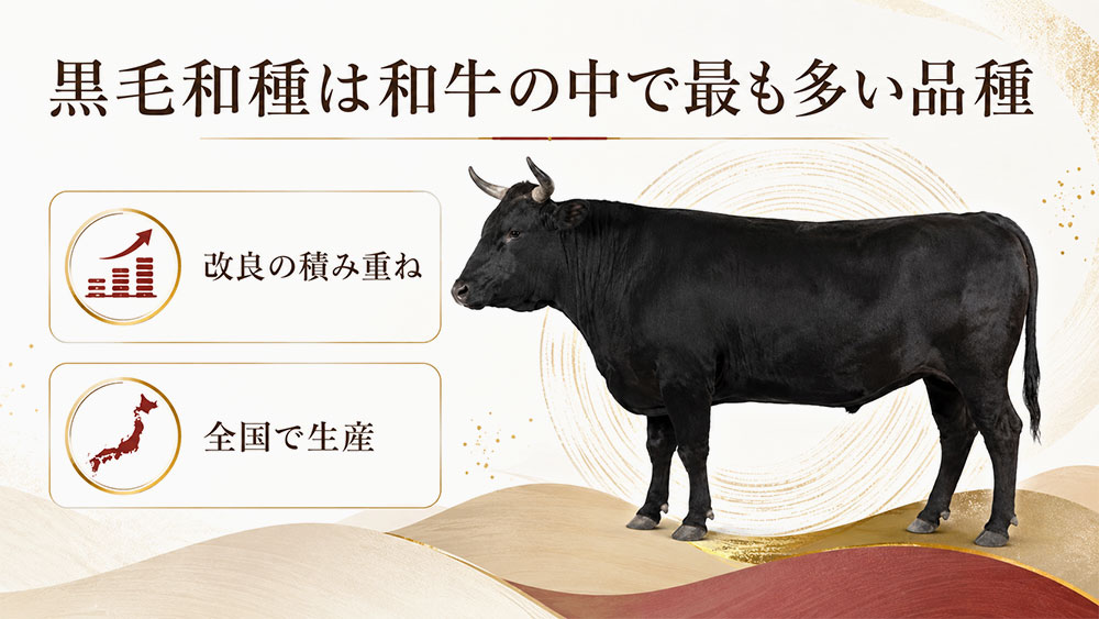 黒毛和種は和牛の中で最も多い品種