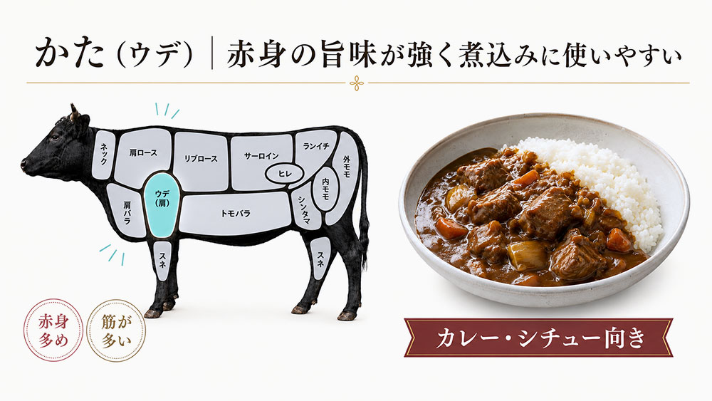 かた（ウデ）｜赤身の旨味が強く煮込みに使いやすい