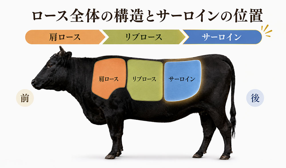 ロース全体の構造とサーロインの位置