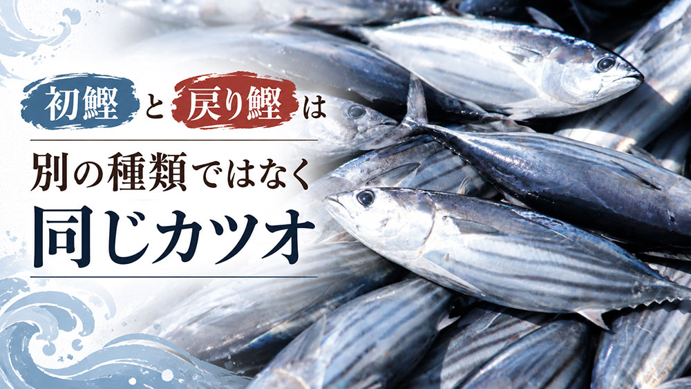 初鰹と戻り鰹は別の種類ではなく同じカツオ