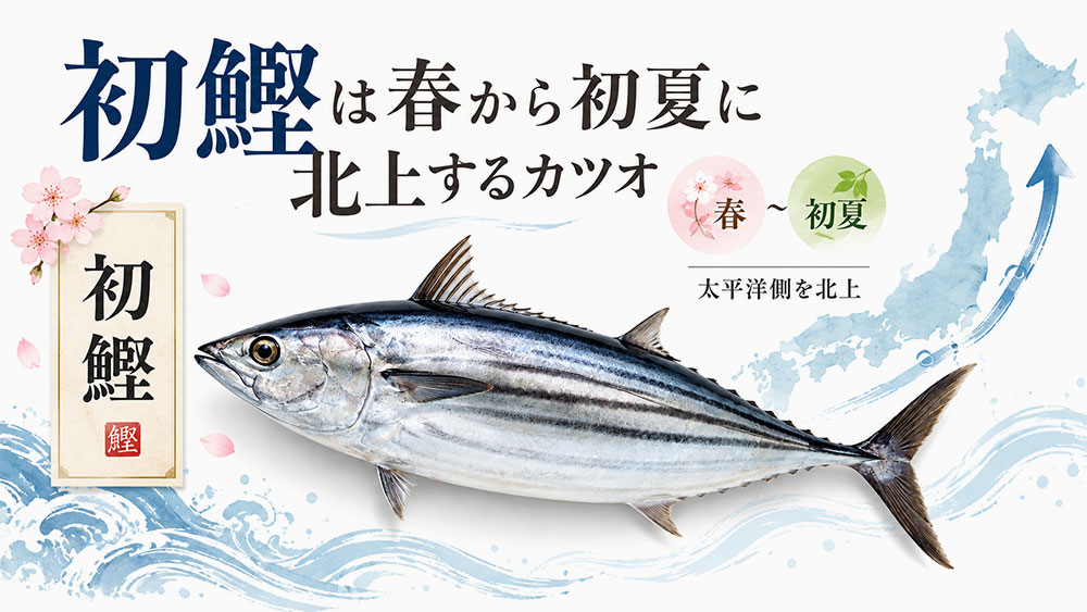 初鰹は春から初夏に北上するカツオ