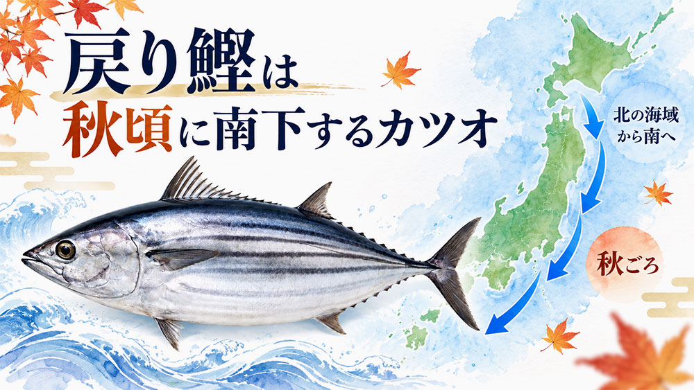 戻り鰹は秋頃に南下するカツオ