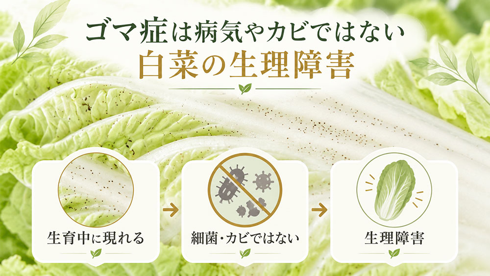 ゴマ症は病気やカビではない白菜の生理障害