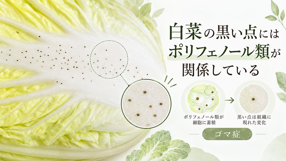 白菜の黒い点にはポリフェノール類が関係している