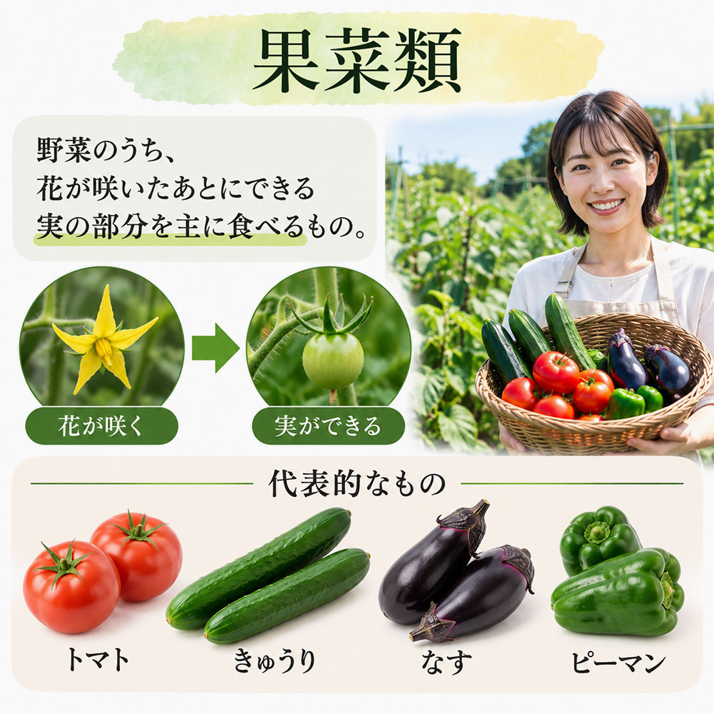 果菜類（かさいるい）とは、野菜のうち、花が咲いたあとにできる実の部分を主に食べるものです。トマト・きゅうり・なす・ピーマンなどが当てはまります。