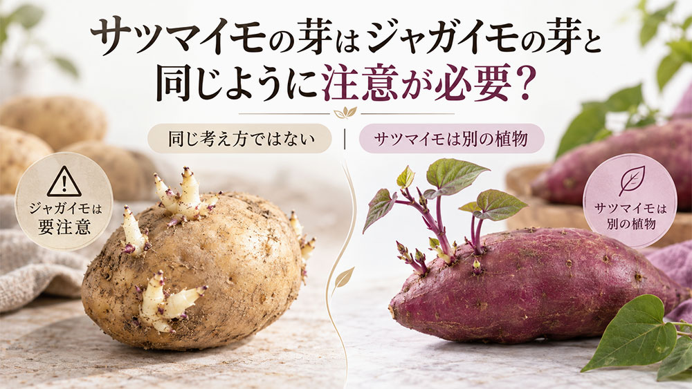 サツマイモの芽はジャガイモの芽と同じように注意が必要?