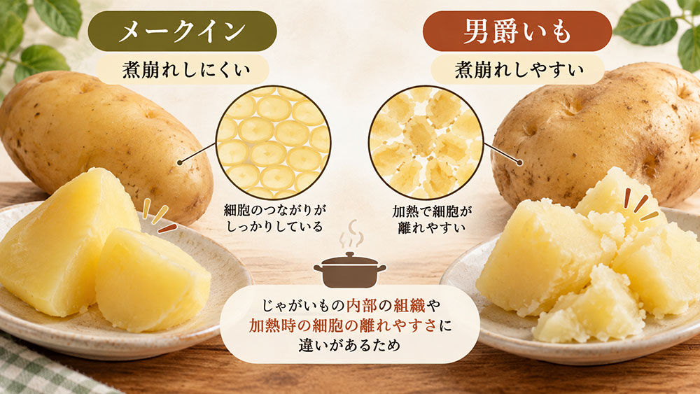 なぜメークインは煮崩れしにくく男爵は崩れやすい?