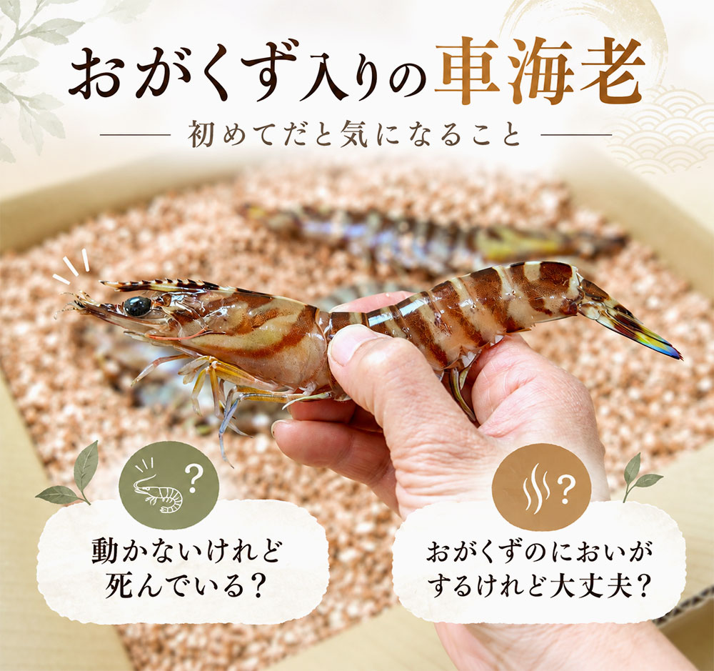 おがくず入りの車海老でよくある疑問