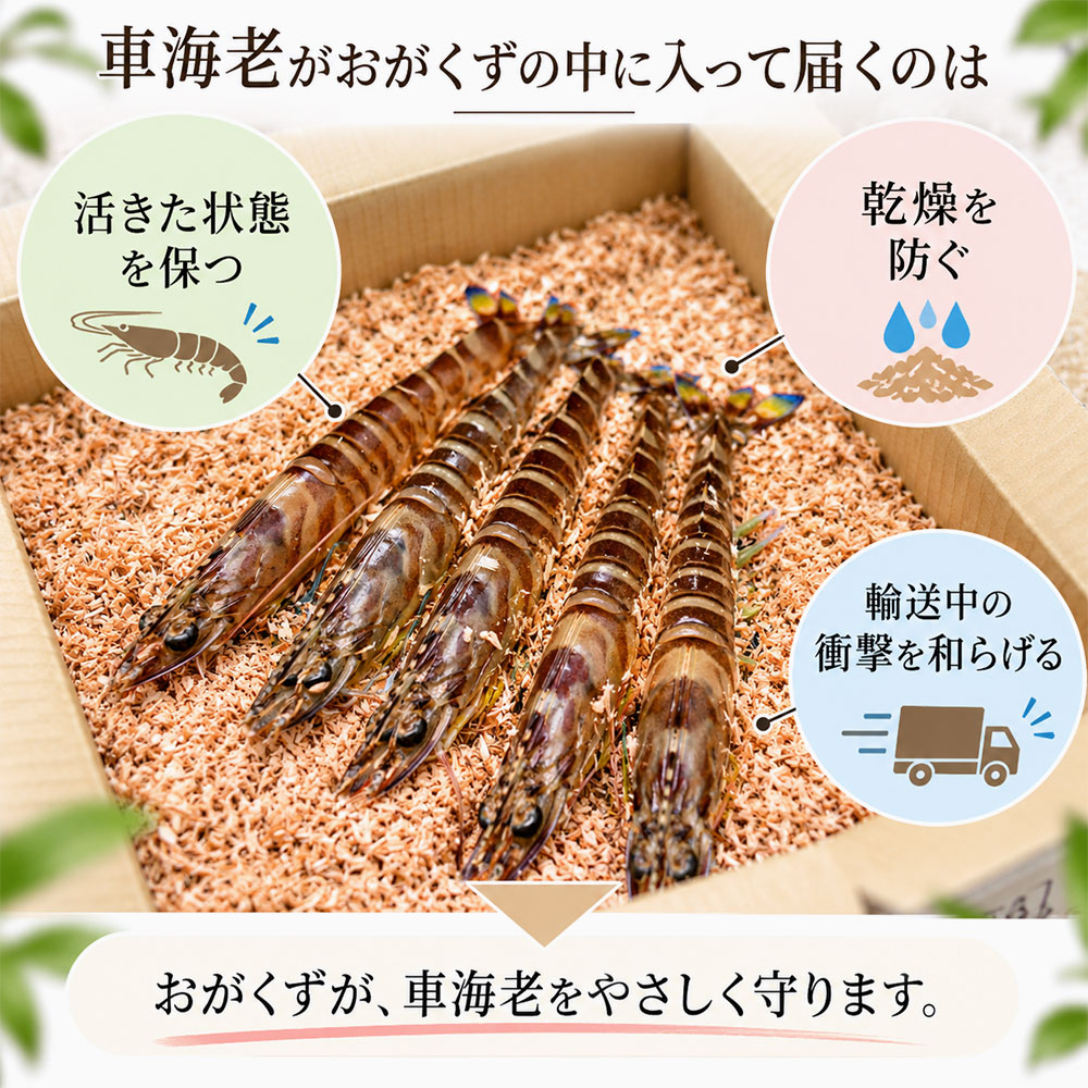 車海老がおがくずに入っているのはなぜ？鮮度を保って届けるため