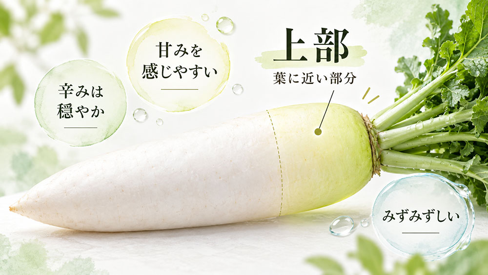 上部（葉元）は甘くてみずみずしい｜食感はややしっかり