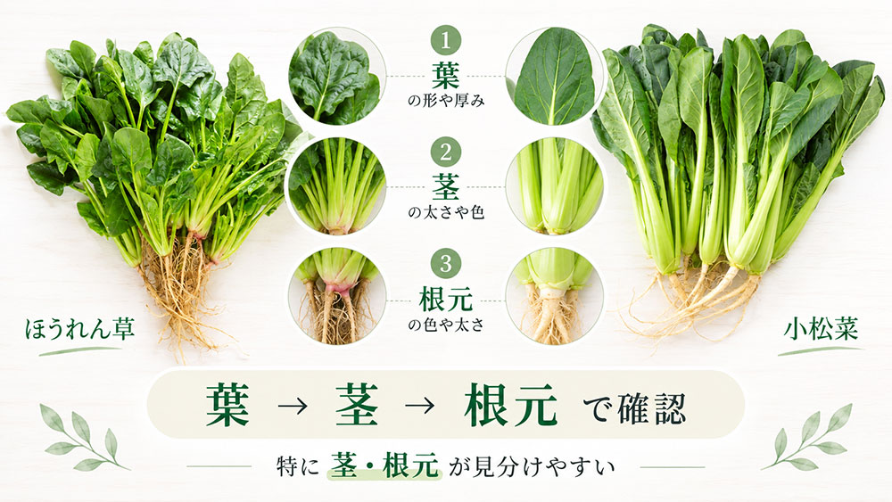 葉・茎・根元の3点を見ればほうれん草と小松菜は見分けやすい