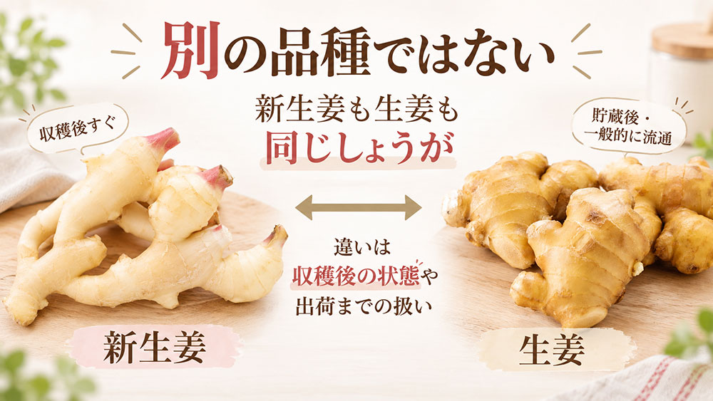新生姜と普通の生姜は別の品種ではない