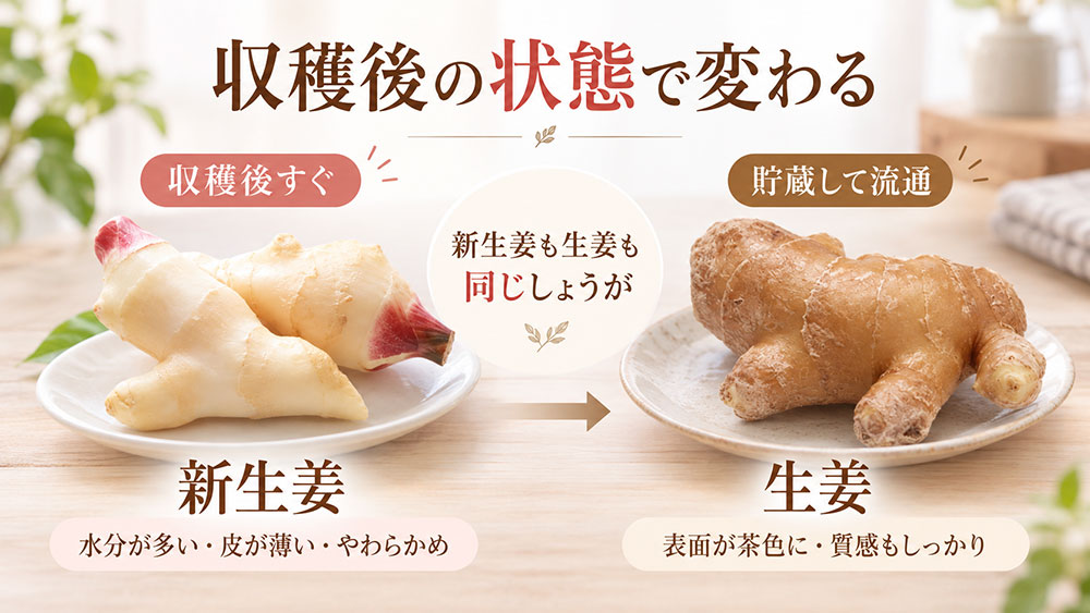 収穫したてか貯蔵したものかで見た目や風味が変わる