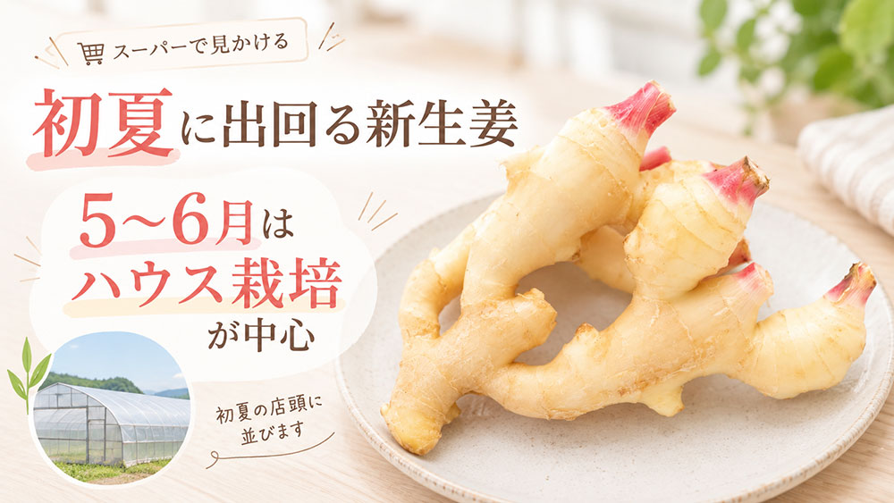 初夏に出回る新生姜はハウス栽培が中心