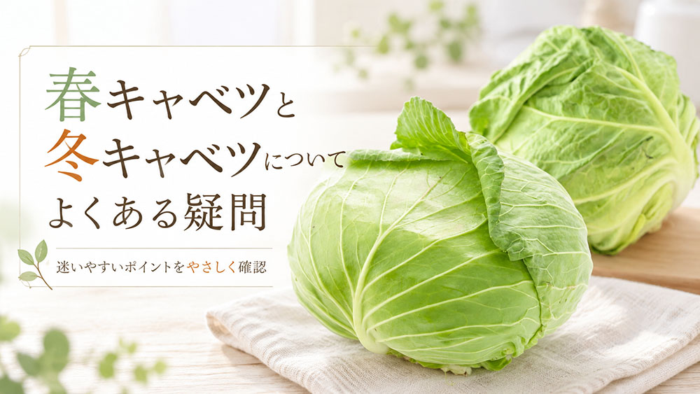 春キャベツと冬キャベツについてよくある疑問