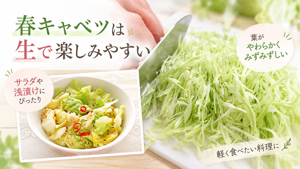 サラダ・浅漬けなら春キャベツ|やわらかさを生かす
