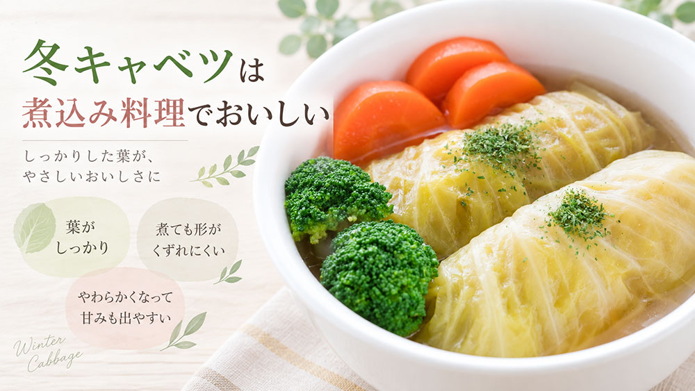 ロールキャベツ・煮込みなら冬キャベツ|肉厚な葉を生かす