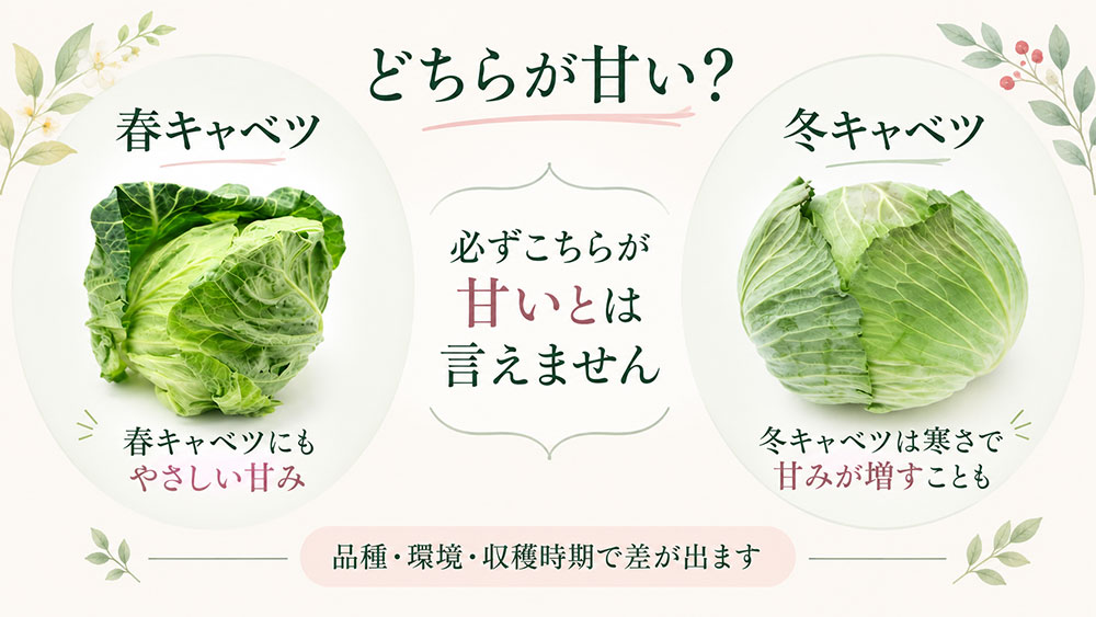 春キャベツと冬キャベツはどちらが甘い?