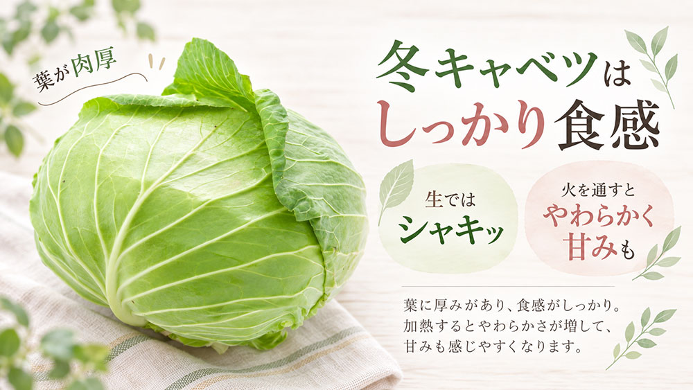 冬キャベツは肉厚でしっかり|火を通すと甘みを感じやすい