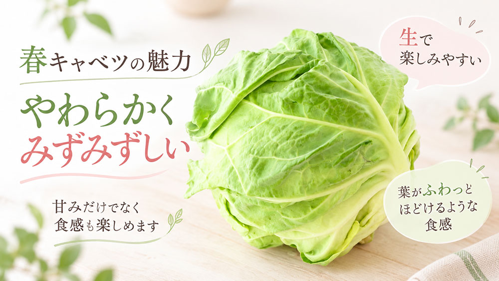 春キャベツはやわらかくみずみずしい|生で楽しみやすい食感