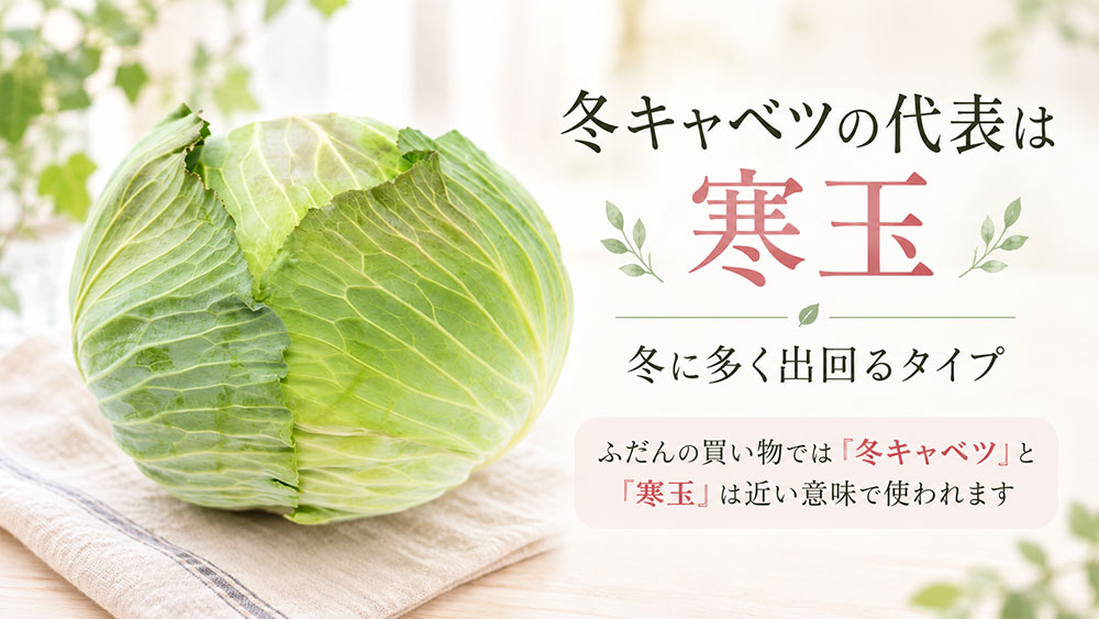 冬キャベツは葉がしっかり巻く「寒玉」が代表的