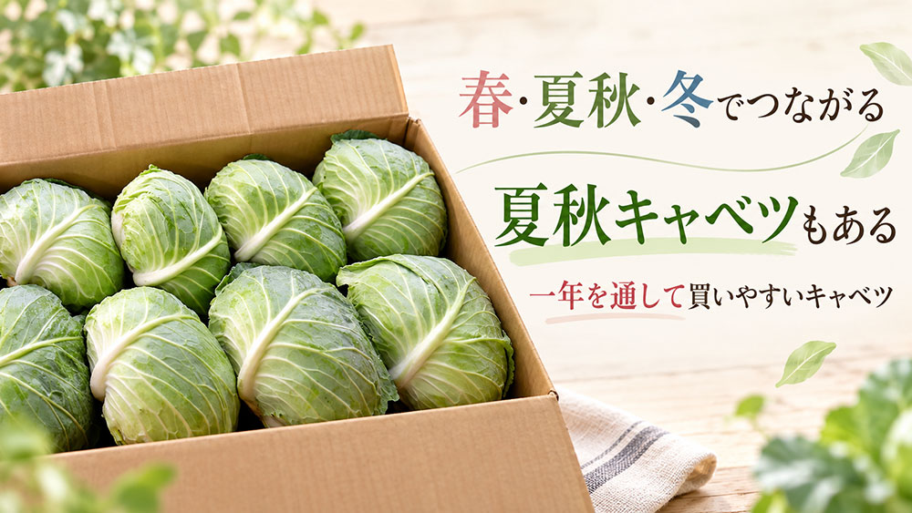 春と冬の間には「夏秋キャベツ」もある