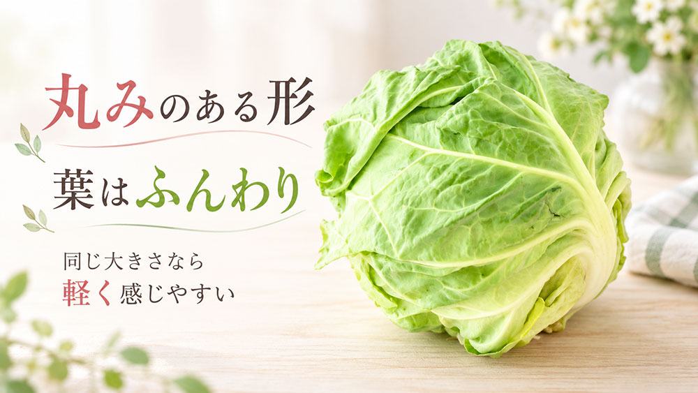 春キャベツは丸くふんわり|葉の巻きと軽さを見る