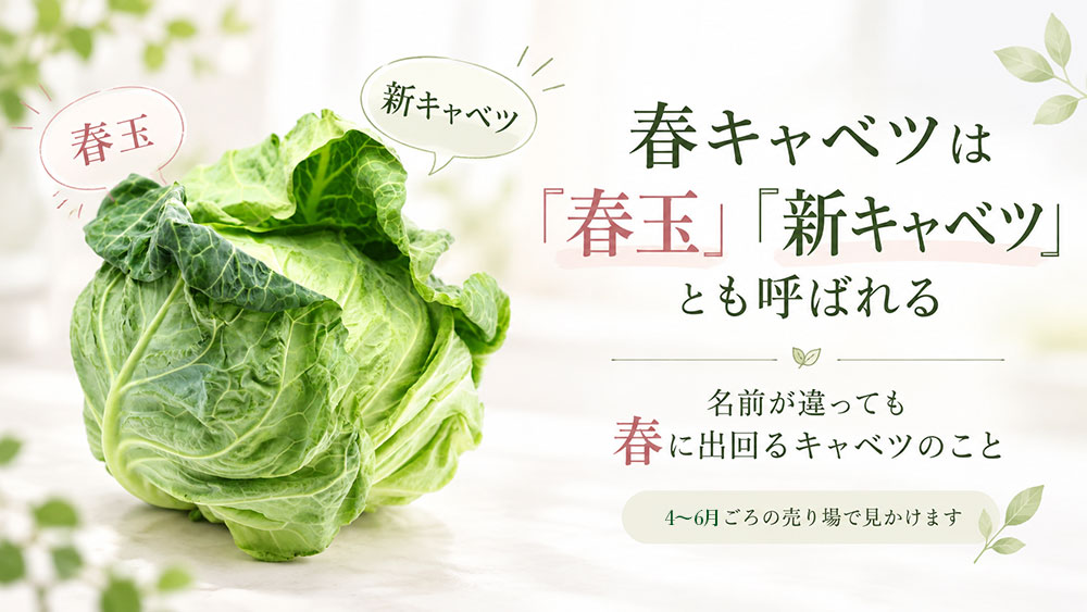 春キャベツは「春玉」「新キャベツ」とも呼ばれる