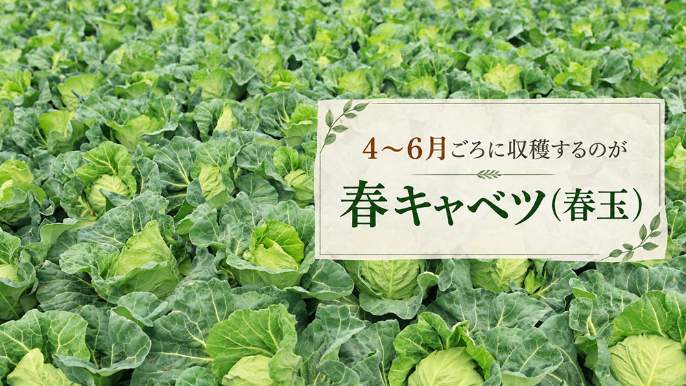 4~6月に収穫するものを春キャベツ(春玉)