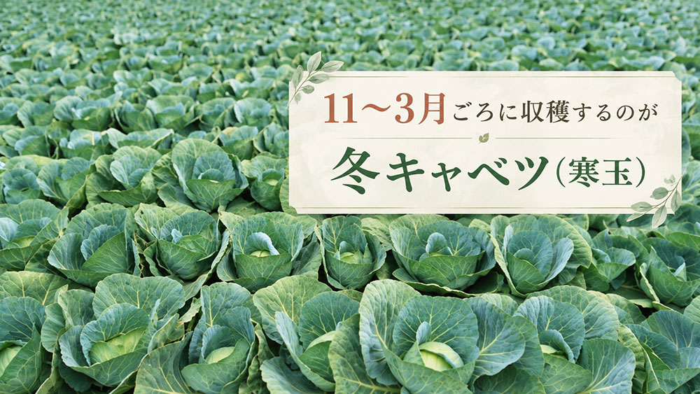 11~3月ごろに収穫するものを冬キャベツ(寒玉)