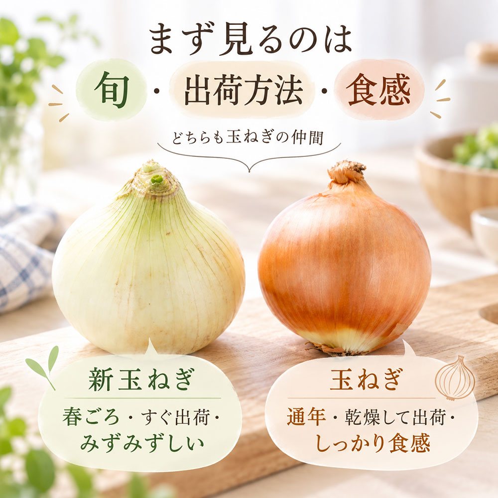 新玉ねぎと玉ねぎの違いをひと目で比較