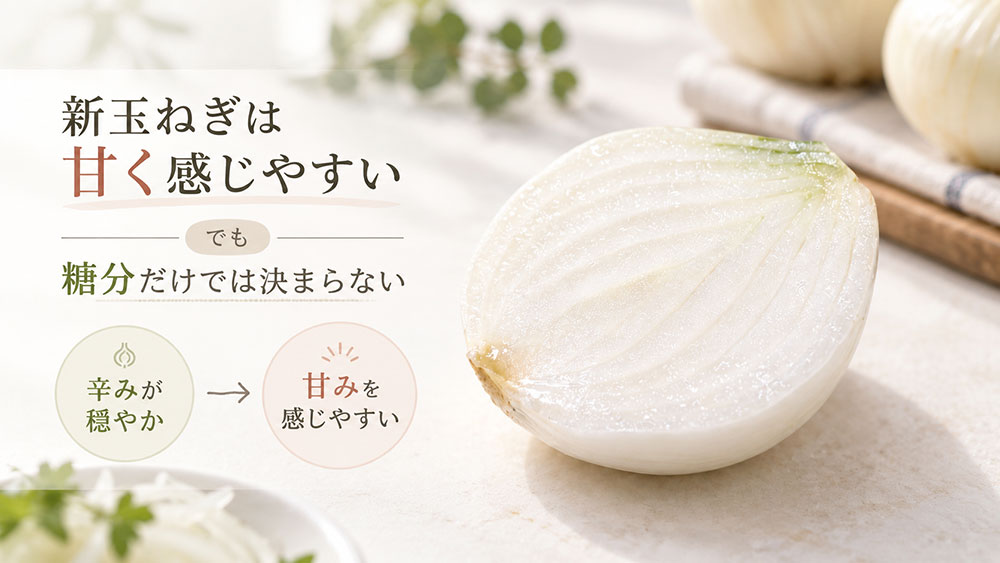 新玉ねぎのほうが甘い？｜「糖分」だけでは決まらない甘く感じる理由