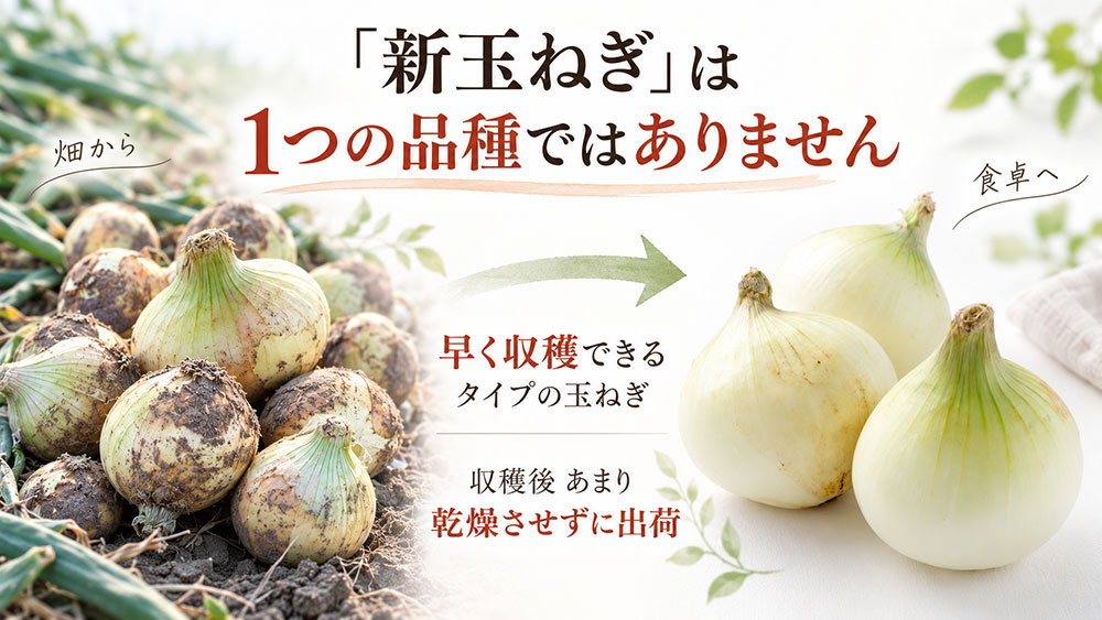新玉ねぎは「新玉ねぎ」という1つの品種ではない