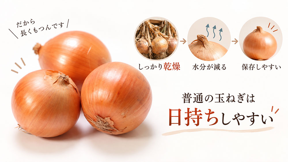 普通の玉ねぎは乾燥・貯蔵することで日持ちしやすくなる