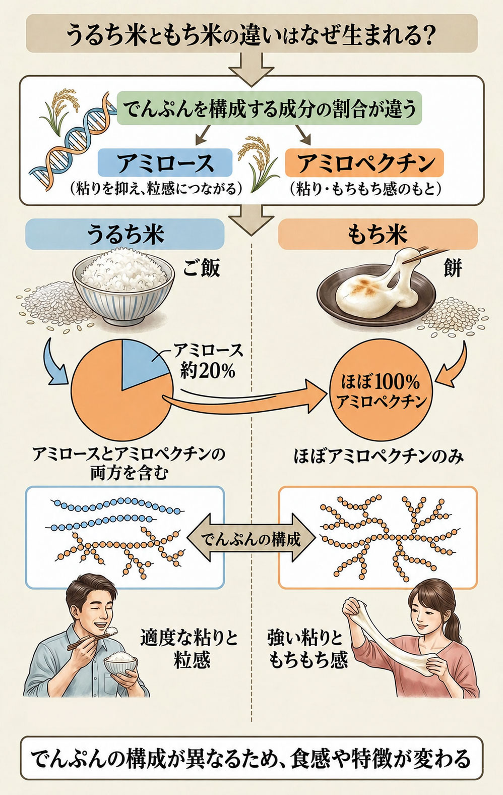「アミロース」と「アミロペクチン」という2つの成分の割合