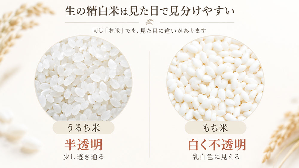 米粒を見ればわかる|うるち米は半透明・もち米は白く不透明