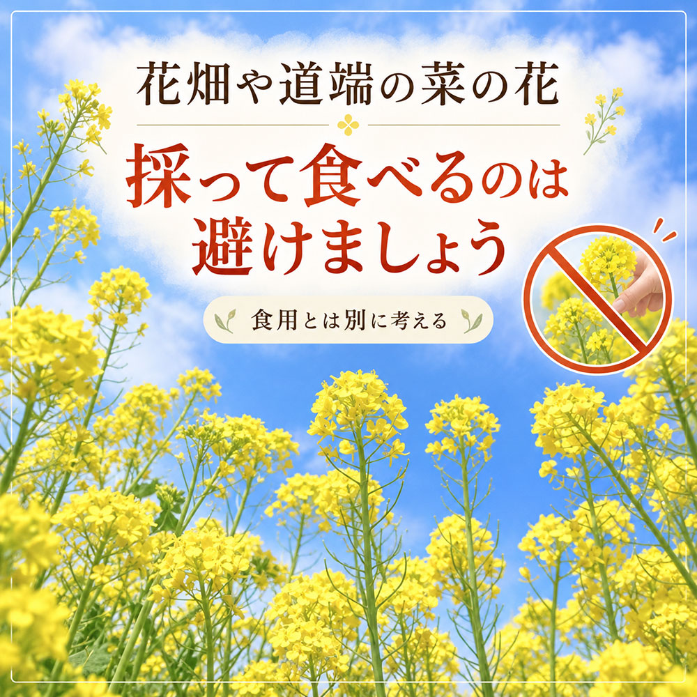 花畑や道端の菜の花は食べられる？食用との違いを知っておこう