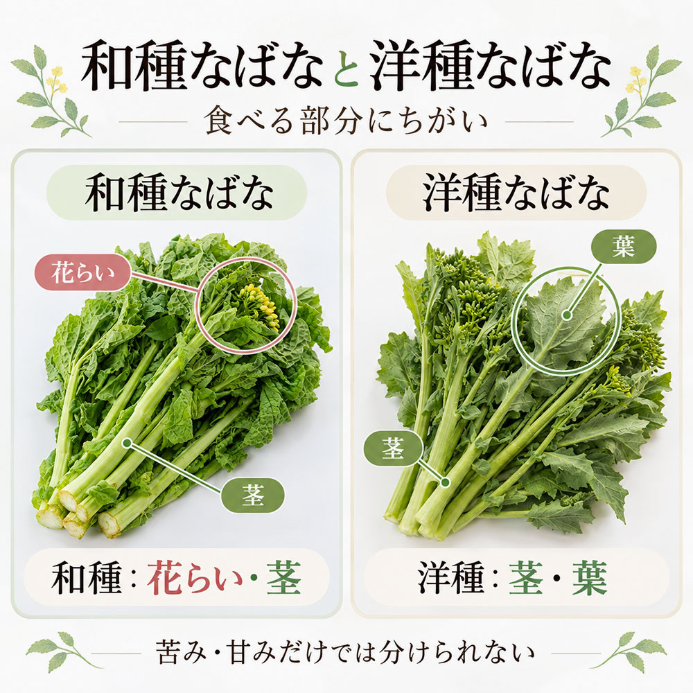 同じ食用でも少し違う！和種なばなと洋種なばなの特徴