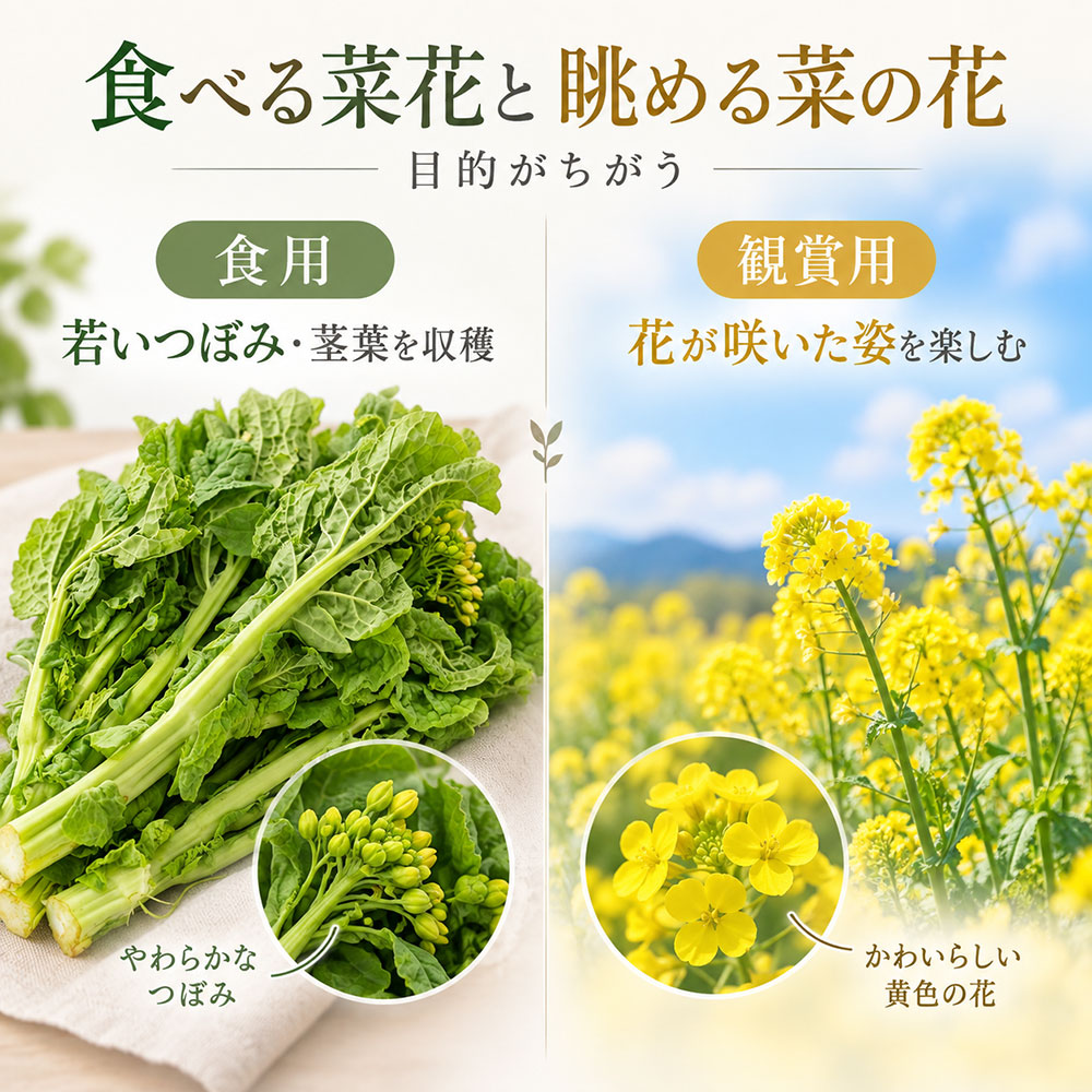 食べる菜の花と眺める菜の花は何が違う？用途で見るとわかりやすい