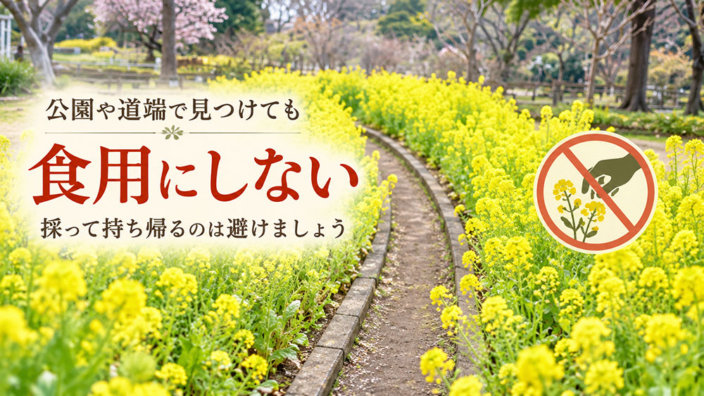 道端や公園の菜の花は採って食べない