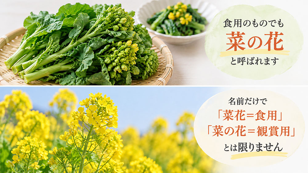 食用でも「菜の花」と呼ばれる｜菜花＝食用・菜の花＝観賞用とは限らない
