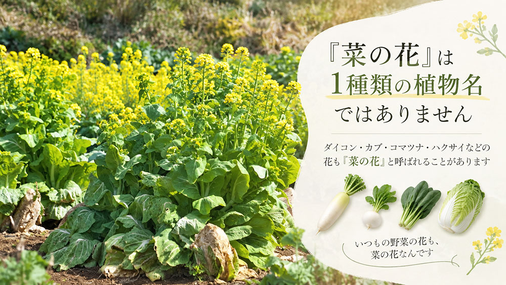 「菜の花」は1種類の植物名ではない｜広い意味で使われる呼び名