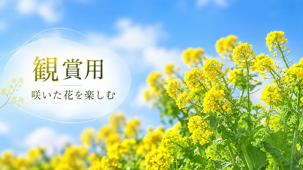観賞用は花を咲かせて楽しむ｜食用品とは育てる目的が違う
