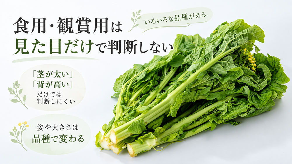 見た目だけで食用・観賞用を決めない｜茎の太さや高さは品種でも変わる