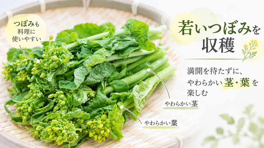 食用は若いつぼみや茎葉を楽しむ｜やわらかいうちに収穫される