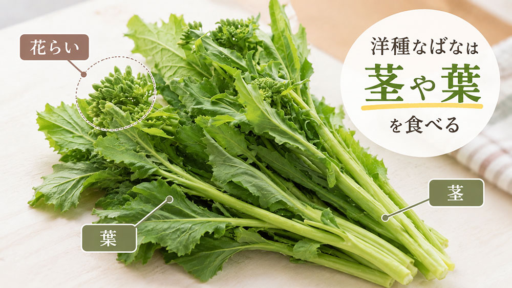 洋種なばなは主に茎や葉を食べる